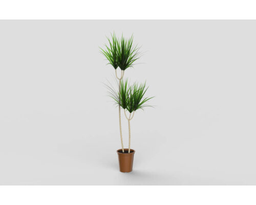 Plant 01