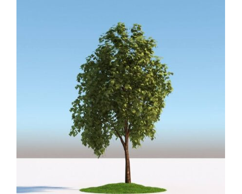 Tree 04