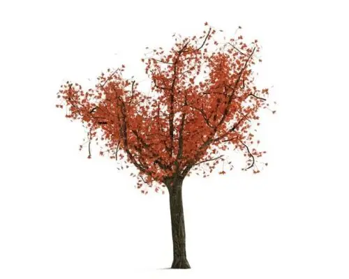 Tree 03