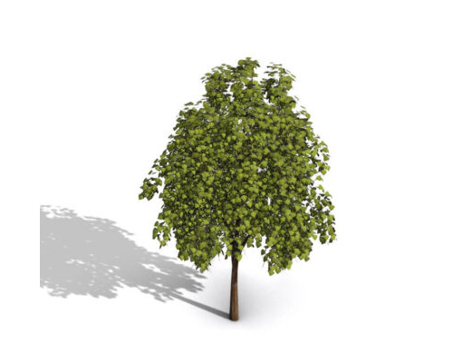 Tree 01
